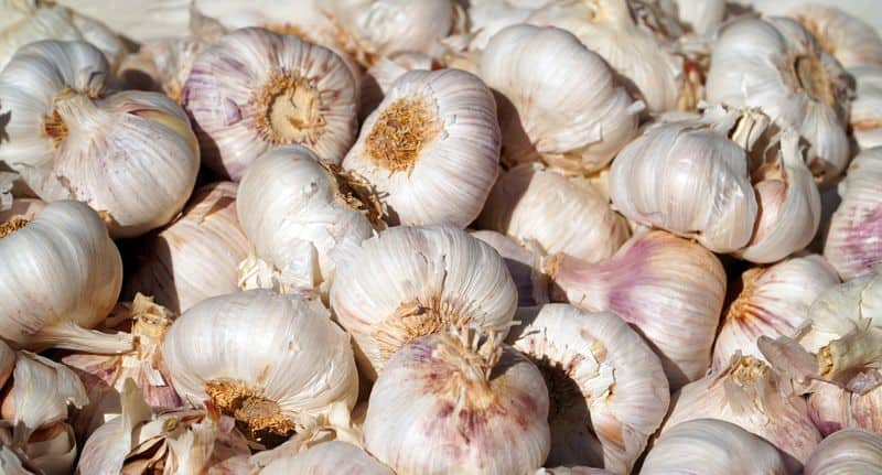 how to grow garlic in home