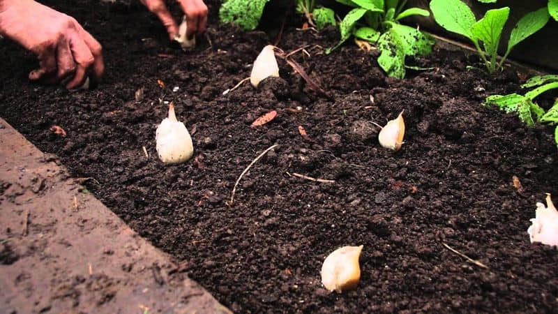 how to grow garlic in home