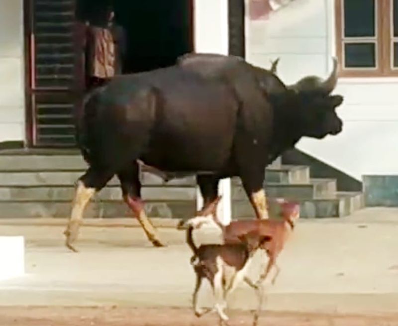 ವಾರದ ಹಿಂದೆ ಮಂಗಳೂರು ನಗರಕ್ಕೆ ಎರಡು ಕಾಡುಕೋಣಗಳು ಬಂದಿದ್ದು ಬಹಳ ದೊಡ್ಡ ಸುದ್ದಿಯಾಗಿತ್ತು. ಇದೀಗ ಉಡುಪಿ ಜಿಲ್ಲೆಯ 2 ಜನವಸತಿ ಪ್ರದೇಶಗಳಲ್ಲಿಯೂ ಕಾಡುಕೋಣಗಳು ಸಂಚರಿಸುತ್ತಿರುವುದು ಜನರ ಅಚ್ಚರಿಗೆ ಕಾರಣವಾಗಿದೆ.