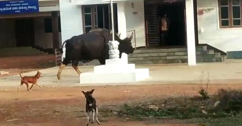 ವಾರದ ಹಿಂದೆ ಪೆರ್ಡೂರು ಪರಿಸರದಲ್ಲಿ ಹಾಡುಹಗಲೇ ಕಾಡುಕೋಣವೊಂದು ಜನರಿಗೆ ಕಾಣಸಿಕ್ಕಿತ್ತು. ಹಿಂದೆ ಈ ಪರಿಸರದಲ್ಲಿ ಕಾಡುಕೋಣಗಳು ಸಾಮಾನ್ಯವಾಗಿದ್ದವು,