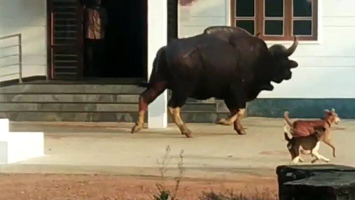 Drunken youths teasing and taunts allegedly caused jallikattu bull's death in Tamil Nadu Drunken youths teasing and taunts allegedly caused jallikattu bull's death in Tamil Nadu