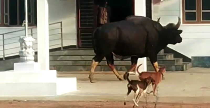 ರಸ್ತೆ ಪಕ್ಕದಲ್ಲಿಯೇ ಗಂಭೀರವಾಗಿ ನಡೆದುಕೊಂಡ ಹೋದ ಕಾಡುಕೋಣ ಯಾರಿಗೂ ಹಾನಿಮಾಡದೆ ಕಾಡಿನೊಳಗೆ ಮರೆಯಾಗಿದೆ.