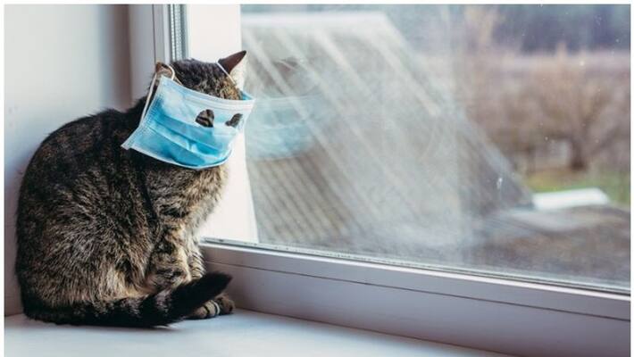 cats can spread corona virus says scientists cats can spread corona virus says scientists