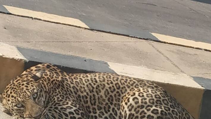 another time leopard seen at rajendranagar in hyderabad another time leopard seen at rajendranagar in hyderabad