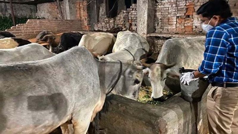 ನಿತ್ಯವೂ ಪಶುಗಳಿಗೆ ಸಂದೀಪ್ ಅವರು ತಮ್ಮ ವಾಹನದಲ್ಲೇ ಆಹಾರ ವ್ಯವಸ್ಥೆಯನ್ನು ಮಾಡುತ್ತಾರೆ ಅಲ್ಲದೇ ಎಲ್ಲೇ ಹಸಿದ ಪಶುಗಳು ಕಂಡರೆ ಕೂಡಲೇ ಗಾಡಿ ನಿಲ್ಲಿಸಿ ಅವಕ್ಕೆ ಆಹಾರ ಒದಗಿಸುವ ಕೆಲಸ ಮಾಡುತ್ತಾರೆ. 