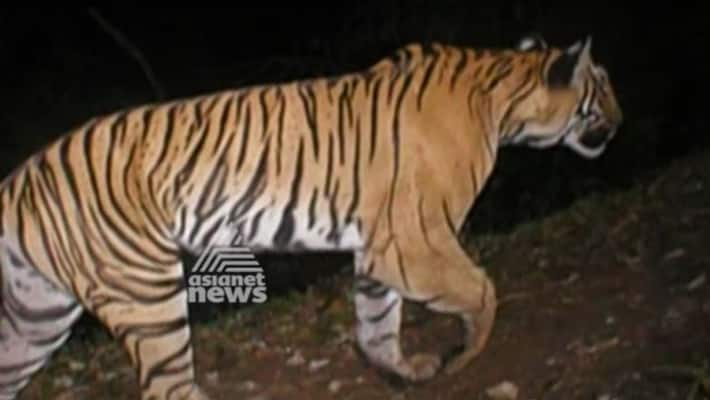 Double trouble: Tiger spotted in Bengal village amid coronavirus scare Double trouble: Tiger spotted in Bengal village amid coronavirus scare