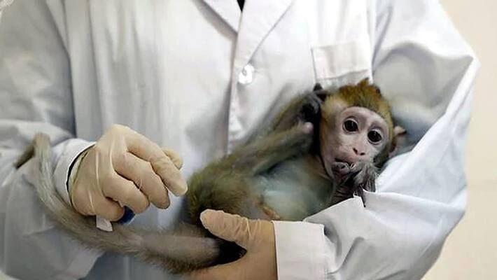 Oxford University Coronavirus vaccine test on monkeys shows promise Oxford University Coronavirus vaccine test on monkeys shows promise