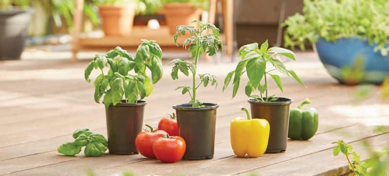simple Vaastu tips for gardening