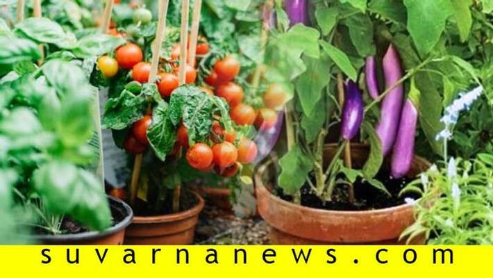 Easiest Vegetables to Grow at Home Easiest Vegetables to Grow at Home