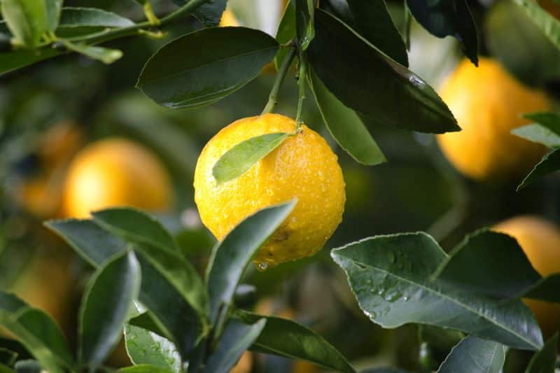 lemon cultivation in home