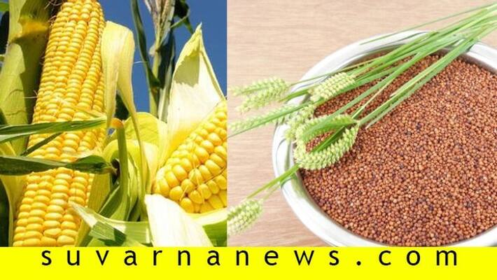 Karnataka Millet Ragi and corn will be the global brand says central govt Karnataka Millet Ragi and corn will be the global brand says central govt
