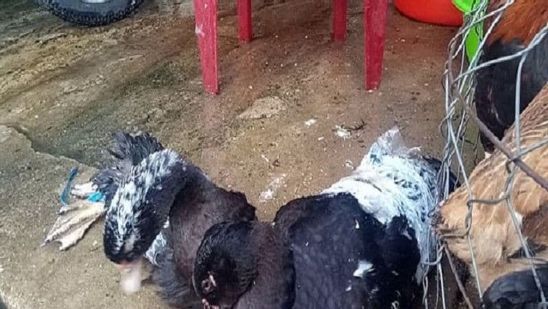 मीट मार्केट में जानवरों की यह तस्वीर पेटा ने ली है। 