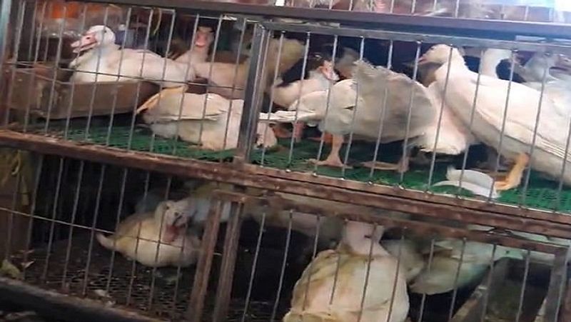 थाईलैंड के एक मीट मार्केट में बत्तखों को पिंजरे में बेचने के लिए रखा गया है। 