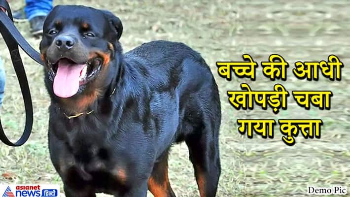 Rottweiler dog attacked child in Chennai News, Tamil Nadu kpa Rottweiler dog attacked child in Chennai News, Tamil Nadu kpa