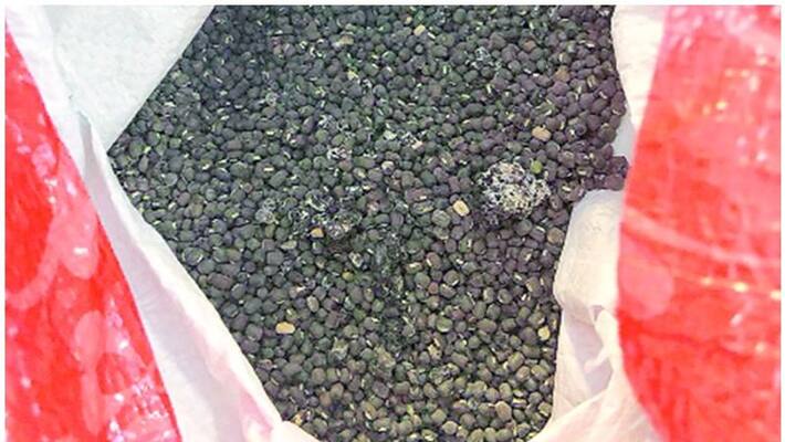 Unfit for consumption; Punjab return Dal received from Center Unfit for consumption; Punjab return Dal received from Center