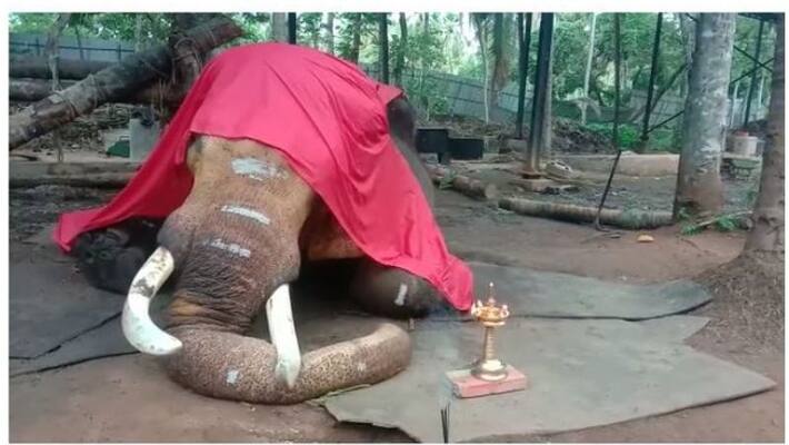 elephant Cherpulassery Neelakandan died elephant Cherpulassery Neelakandan died