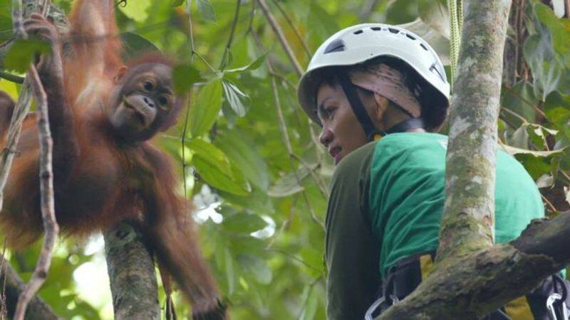 baby orangutans learning tree climbing