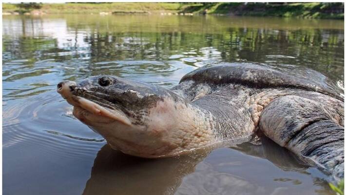 The turtles in Assam survived by an age-old practice The turtles in Assam survived by an age-old practice