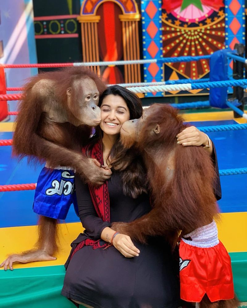 லக்கி சிம்பான்ஸி இளசுகளின் மனதை கொள்ளை கொண்ட பிரியா பவானி சங்கருக்கு முத்தம் கொடுக்குது