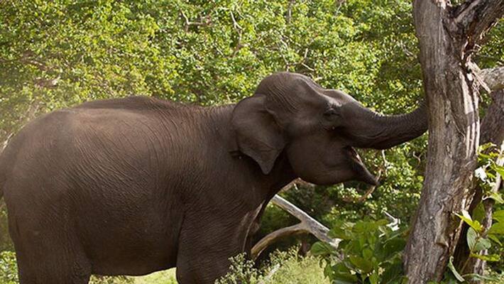 Wild elephant attacked in Chinnakkanal man suffered with Serious injury Wild elephant attacked in Chinnakkanal man suffered with Serious injury