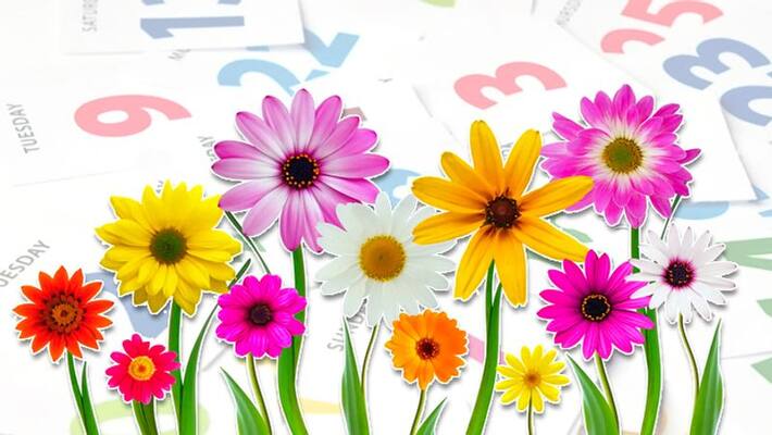 keep a particular flower in pocket as per the day, it might bring success KPI keep a particular flower in pocket as per the day, it might bring success KPI