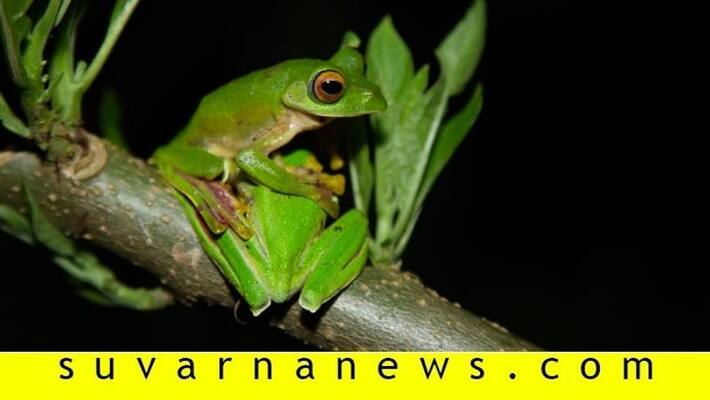 Malabar gliding frog in Kudremukh forest Malabar gliding frog in Kudremukh forest