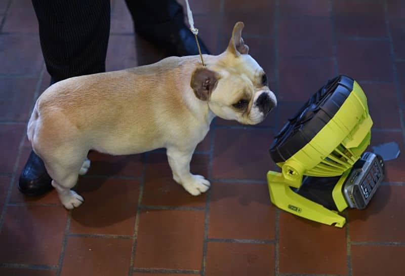 Coronavirus Australians lose money to puppy scams during lockdown