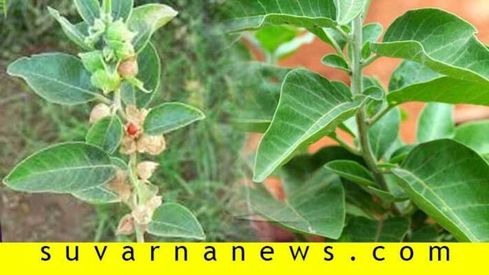 Ashwagandha proved as effective to treat covid infection Ashwagandha proved as effective to treat covid infection