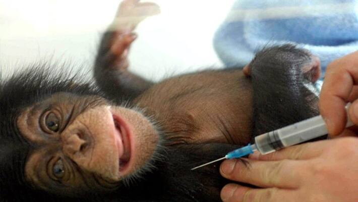 Potential Oxford Covid 19 vaccine fails to prevent coronavirus infection in animal trials Potential Oxford Covid 19 vaccine fails to prevent coronavirus infection in animal trials