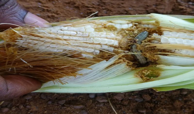 ಇನ್ನು ಕೃಷಿ ಸಚಿವಾಲಯ ಅಧಿಕಾರಿಗಳು ರೈತರ ಹೊಲಕ್ಕೆ ಭೇಟಿ ನೀಡಿ ಪರಿಶೀಲಿಸಿದಾಗ ಈ ಹುಳಗಳು ಅತಿ ಚಿಕ್ಕದಿರುವಾಗಲೇ ಬೆಳೆ ಹಾನಿ ಮಾಡುವ ಶಕ್ತಿ ಹೊಂದಿರುತ್ತವೆ ಎಂಬುವುದು ಪತ್ತೆಯಾಗಿದೆ ಅಲ್ಲದೇ ಜೋಳದ ಬೆಳೆಯನ್ನು ಇದು ಸಂಪೂರ್ಣವಾಗಿ ನಾಶ ಮಾಡುತ್ತದೆ.