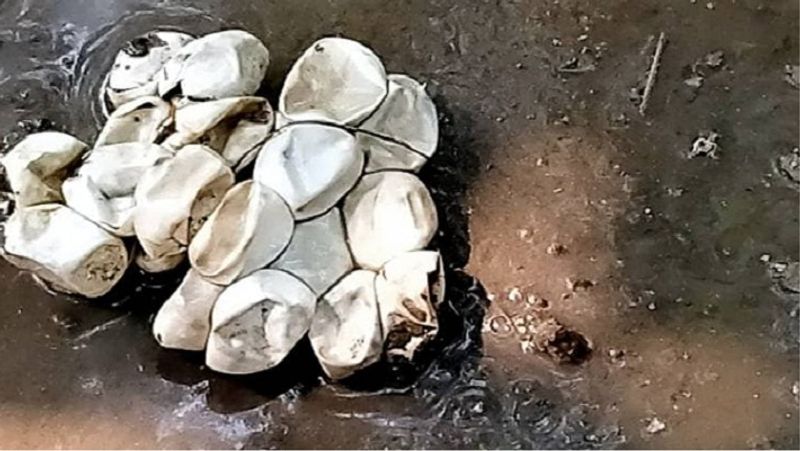 एक-एक कर छोटे-बड़े मिलाकर करीब 200 सांप निकले, जिन्हें लोगों ने मार दिया। यही नहीं स्थानीय लोगों ने बिल की खुदाई की तो अंदर काफी संख्या में अंडे भी मिले। 