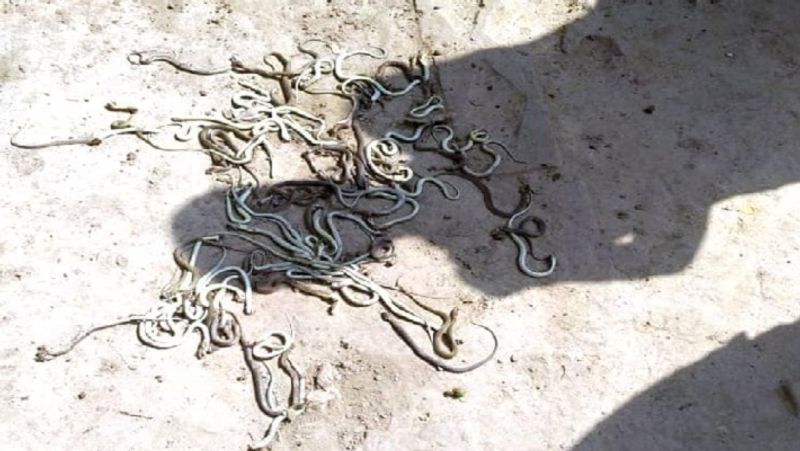 जब यह खबर गांव वालों को हुई तो लोग वहां पहुंचे और करीब 200 सांपों को देखकर दहशत फैल गई। सांपों को ग्रामीणों ने दहशत में आकर मारने के बाद दफना दिया।
