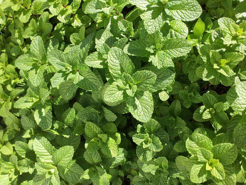 grow mint in your kitchen