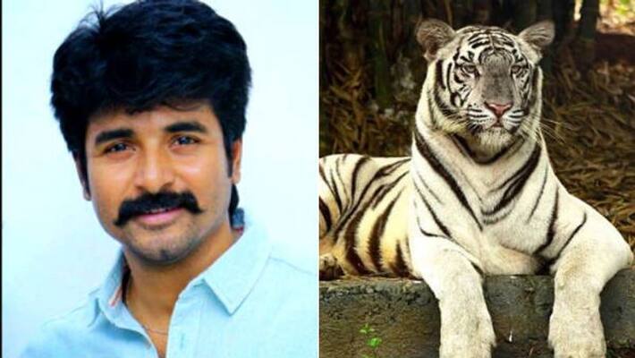 actor sivakarthikeyan adopted white tiger in vandalore zoo actor sivakarthikeyan adopted white tiger in vandalore zoo