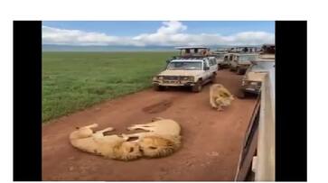 Lions cause traffic jam during tourists safari ride in Africa Lions cause traffic jam during tourists safari ride in Africa