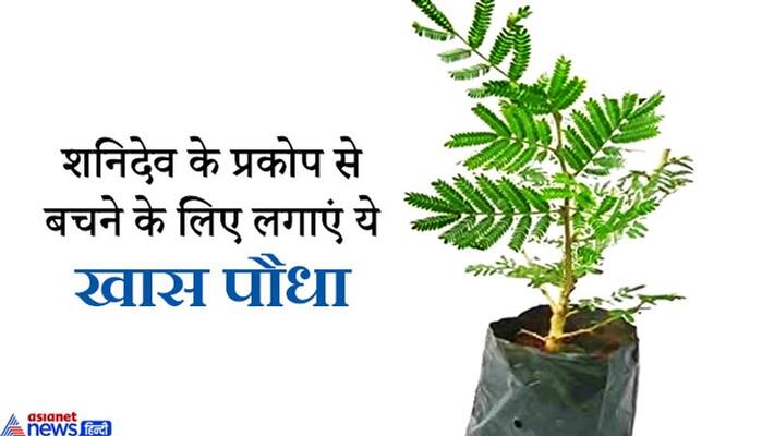 Planting this special plant outside the house on May 22 can protect from inauspicious effect of shani KPI Planting this special plant outside the house on May 22 can protect from inauspicious effect of shani KPI