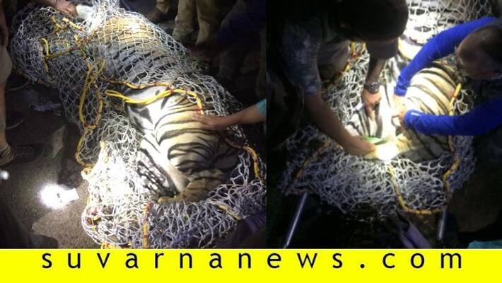 7 year old male tiger trapped in madikeri 7 year old male tiger trapped in madikeri
