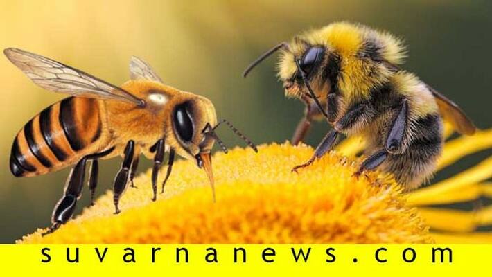 May 20th celebrated as World Honey bee Day May 20th celebrated as World Honey bee Day