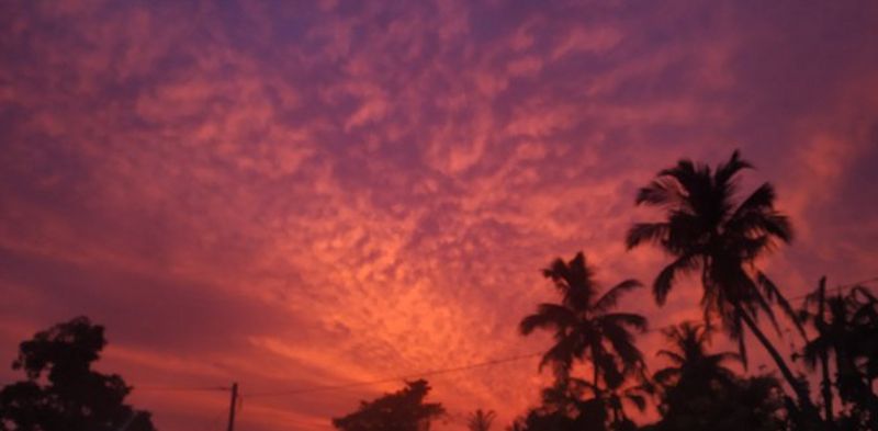 മരങ്ങൾ വൻതോതിൽ കടപുഴകി വീണ് പലയിടത്തും ഗതാഗതം സ്തംഭിച്ചു.