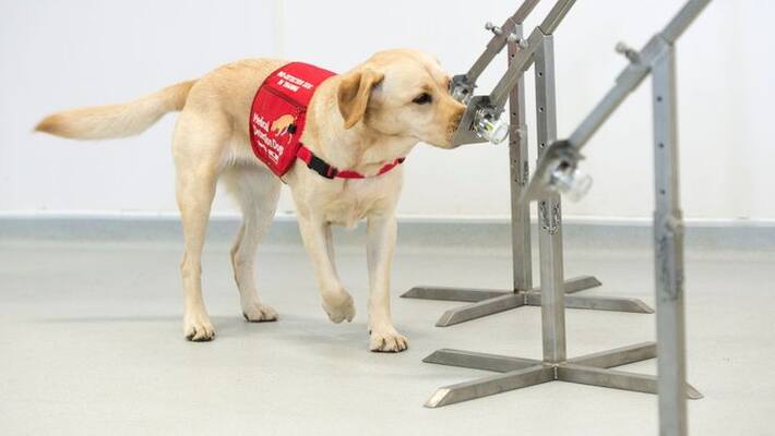 can dogs be trained to sniff corona virus? can dogs be trained to sniff corona virus?
