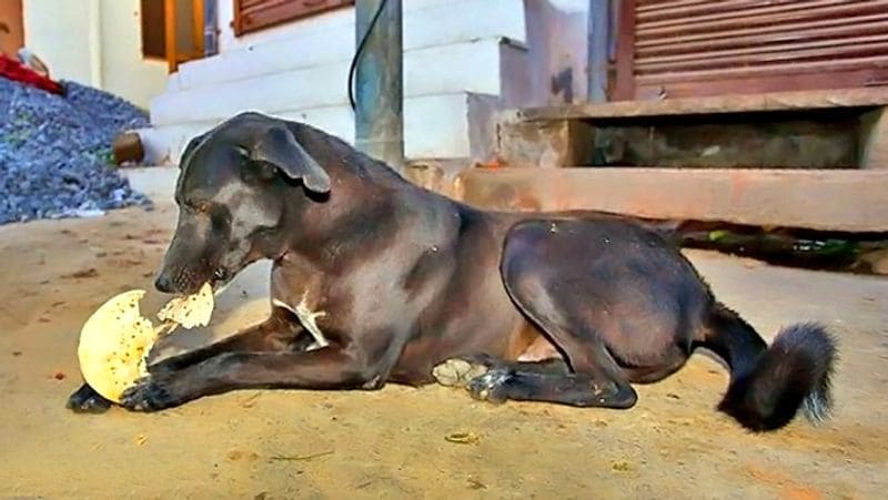 शनि जयंती पर चोकर युक्त आटे की दो रोटी लेकर एक पर तेल और दूसरी पर घी चुपड़ दें। घी वाली रोटी पर मिठाई रखकर काली गाय को खिला दें तथा दूसरी रोटी काले कुत्ते को खिला दें।