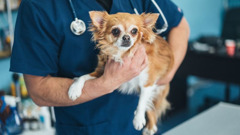 a pawsome offer london law firm posts job ad looking for a professional dog walker on a salary of 30000 with a pension and free healthcare - bsb