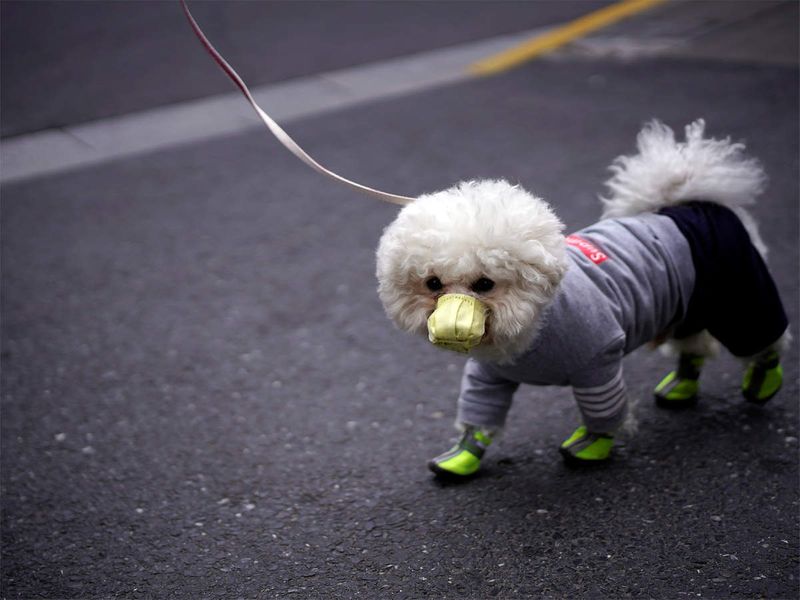 a pawsome offer london law firm posts job ad looking for a professional dog walker on a salary of 30000 with a pension and free healthcare - bsb