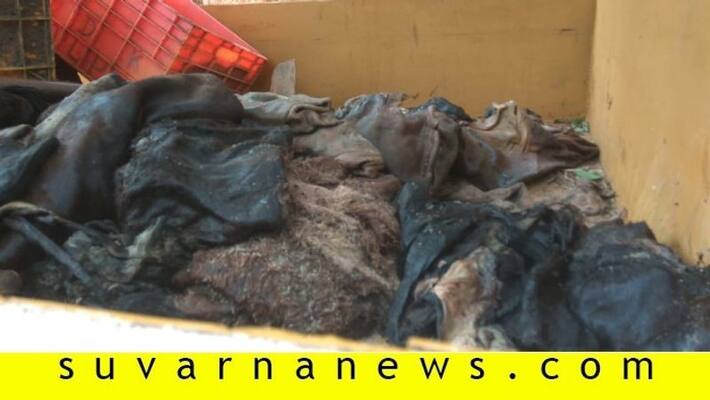 8 cow and 200 skin parts found in Slaughterhouse mangalore 8 cow and 200 skin parts found in Slaughterhouse mangalore