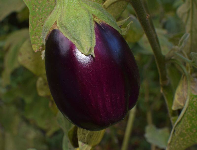 eggplant flower drop problem