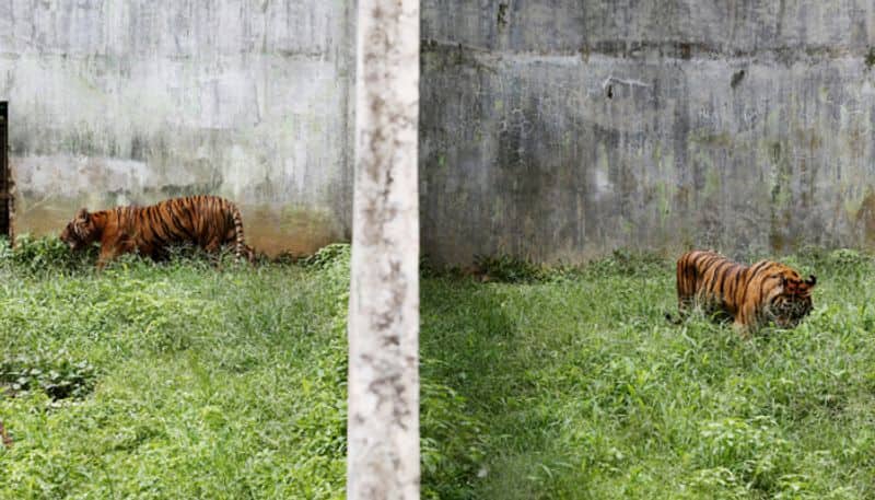 Coronavirus Indonesia zoo may slaughter its deer to feed tiger leopard due to food shortage