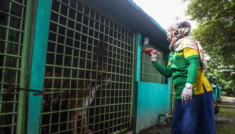 Coronavirus Indonesia zoo may slaughter its deer to feed tiger leopard due to food shortage