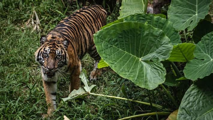 Coronavirus Indonesia zoo may slaughter its deer to feed tiger leopard due to food shortage Coronavirus Indonesia zoo may slaughter its deer to feed tiger leopard due to food shortage