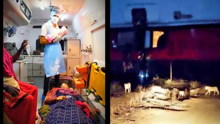 baby born in ambulance as lion block road in gujarat baby born in ambulance as lion block road in gujarat
