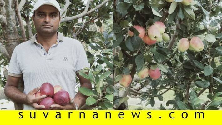 Madikeri farmers grow apple Madikeri farmers grow apple